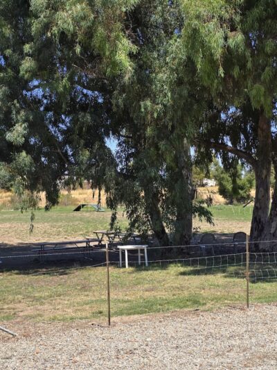 Livermore Canine Park - Livermore, CA