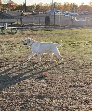 Livermore Canine Park - Livermore, CA
