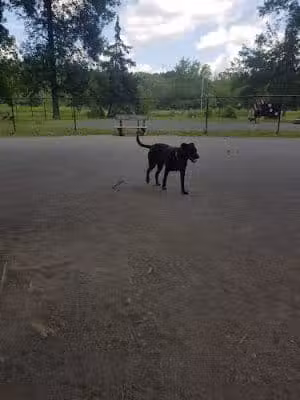 Wegman's Good Dog Park - Liverpool, NY