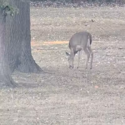 Compton Park - Livonia,