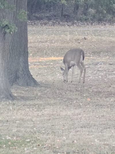 Compton Park - Livonia,