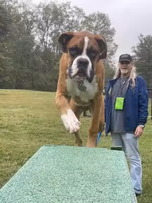 Happy Tails Dog Club - Locust Grove, VA