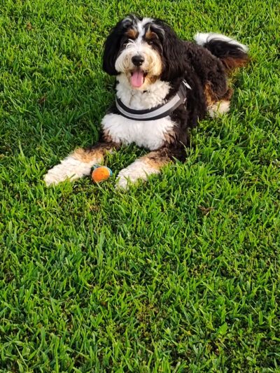 Gloucester County Dog Park - Logan Township, NJ