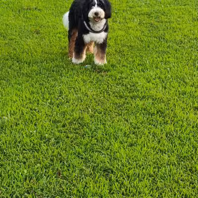 Gloucester County Dog Park - Logan Township, NJ