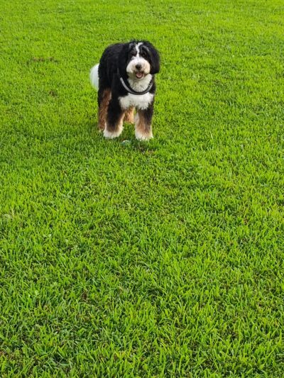 Gloucester County Dog Park - Logan Township, NJ