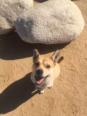 Jackson Street Dog Park - Long Beach, CA
