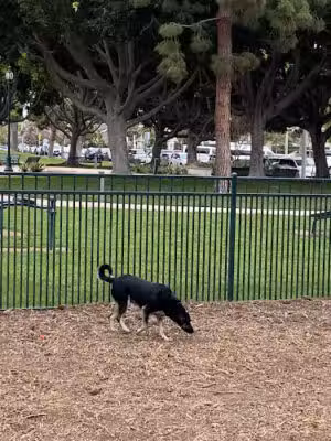 Bixby Dog Park - Long Beach, CA