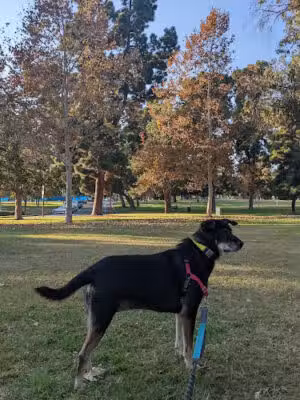 Recreation Dog Park - Long Beach, CA