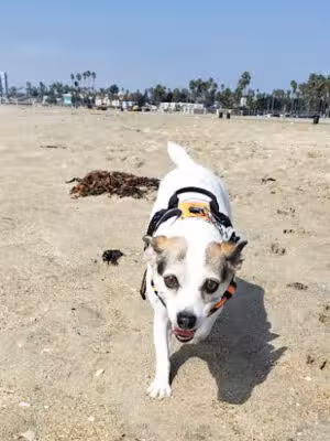 Rosie's Dog Beach - Long Beach, CA