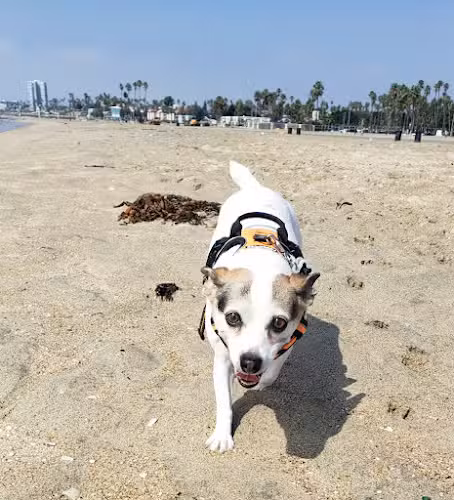 Rosie's Dog Beach - Long Beach, CA