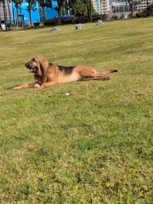 Seaside Dog Zone - Long Beach, CA