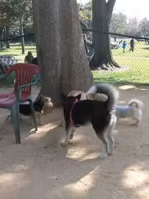 Uptown Dog Park - Long Beach, CA