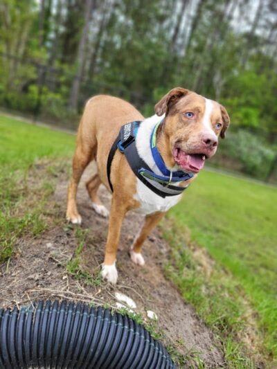 FETCH Park - Long Beach, MS