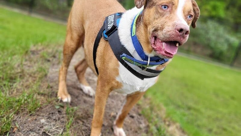 FETCH Park - Long Beach, MS