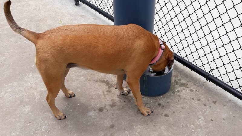 FETCH Park - Long Beach, MS