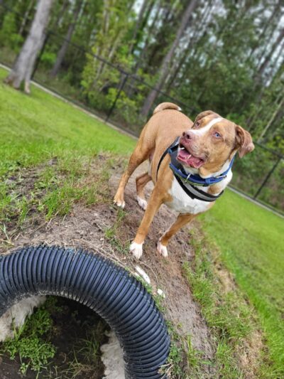 FETCH Park - Long Beach, MS