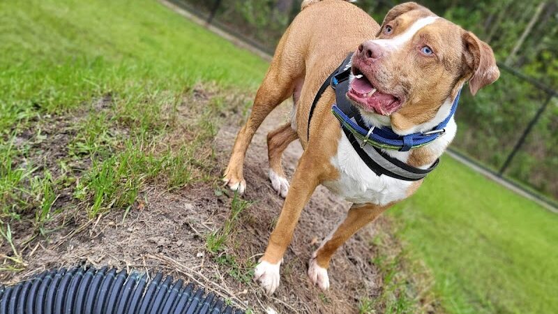 FETCH Park - Long Beach, MS
