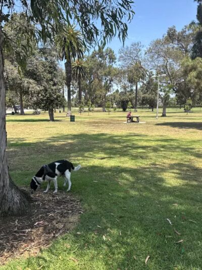 Recreation Dog Park - Long Beach, CA