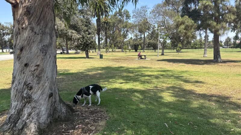 Recreation Dog Park - Long Beach, CA