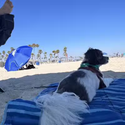 Rosie's Dog Beach - Long Beach, CA