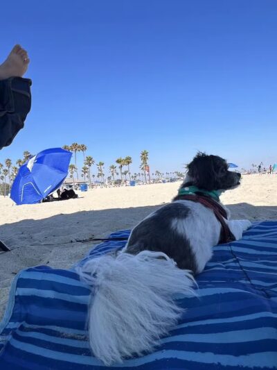 Rosie's Dog Beach - Long Beach, CA