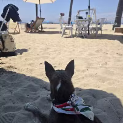 Rosie's Dog Beach - Long Beach, CA