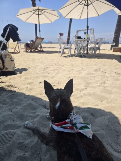 Rosie's Dog Beach - Long Beach, CA