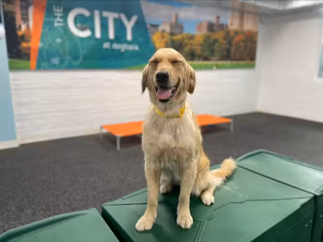 Dogtopia of Long Island City (LIC) - Long Island City, NY
