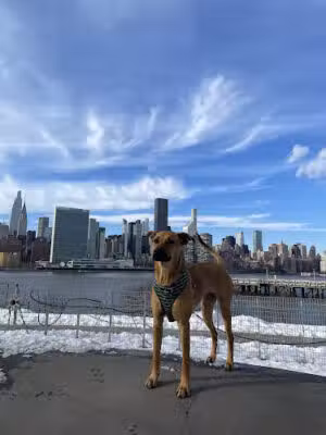 Hunter's Point South Dog Run - Long Island City, NY