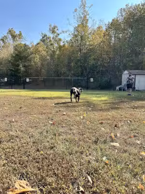 Long Valley Dog Park - Long Valley, NJ
