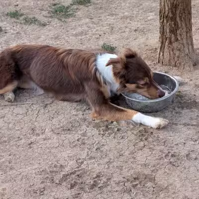 City of Longmont Dog Park #1 - Longmont, CO