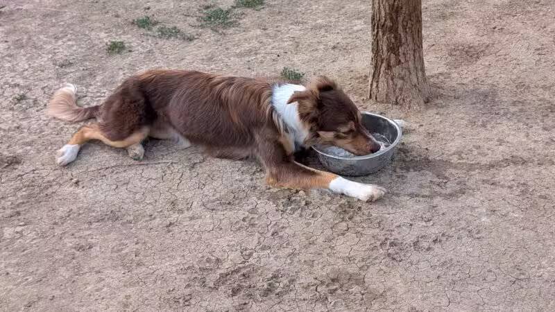 City of Longmont Dog Park #1 - Longmont, CO