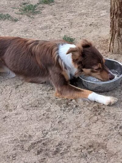 City of Longmont Dog Park #1 - Longmont, CO