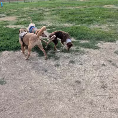 City of Longmont Dog Park #1 - Longmont, CO