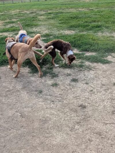 City of Longmont Dog Park #1 - Longmont, CO