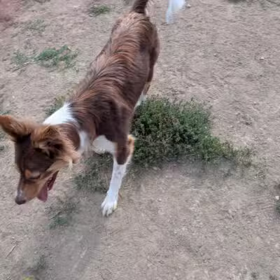 City of Longmont Dog Park #1 - Longmont, CO