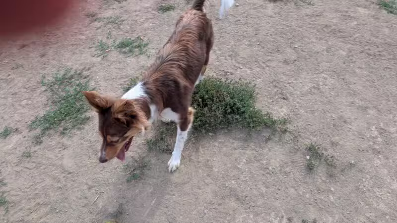 City of Longmont Dog Park #1 - Longmont, CO