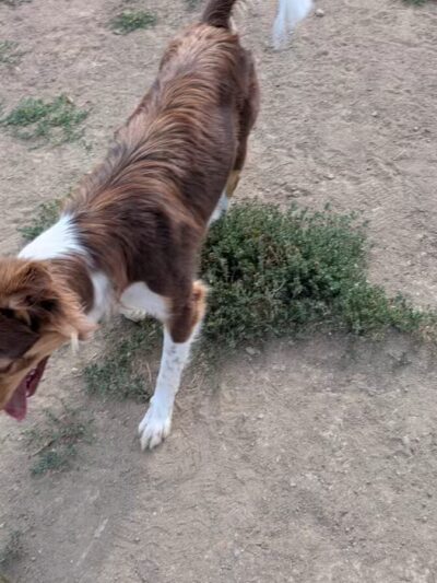 City of Longmont Dog Park #1 - Longmont, CO