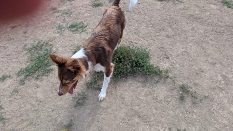 City of Longmont Dog Park #1 - Longmont, CO
