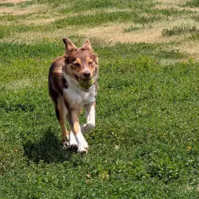 City of Longmont Dog Park #1 - Longmont, CO