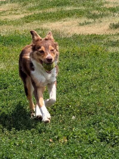 City of Longmont Dog Park #1 - Longmont, CO