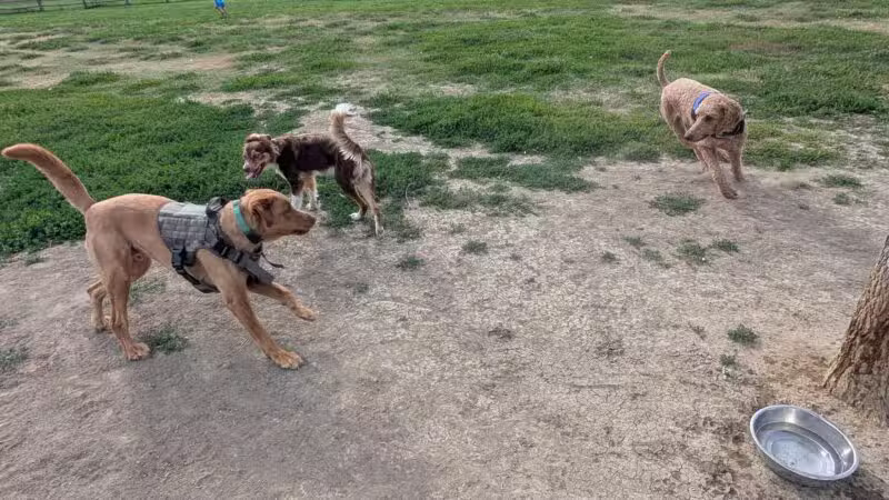 City of Longmont Dog Park #1 - Longmont, CO