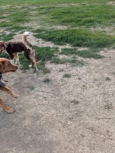 City of Longmont Dog Park #1 - Longmont, CO
