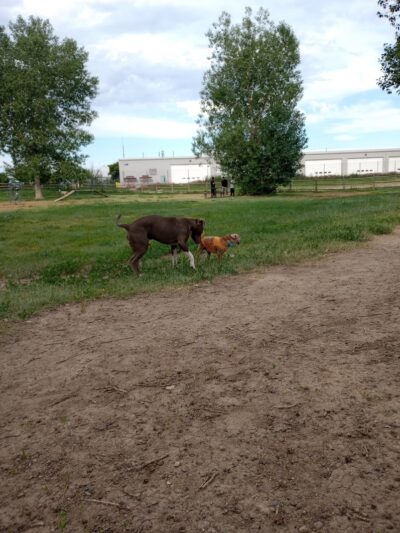 City of Longmont Dog Park #2 - Longmont, CO