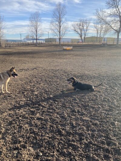 City of Longmont Dog Park #2 - Longmont, CO
