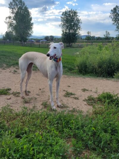 City of Longmont Dog Park #2 - Longmont, CO