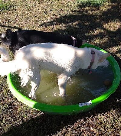 City of Longmont Dog Park #2 - Longmont, CO