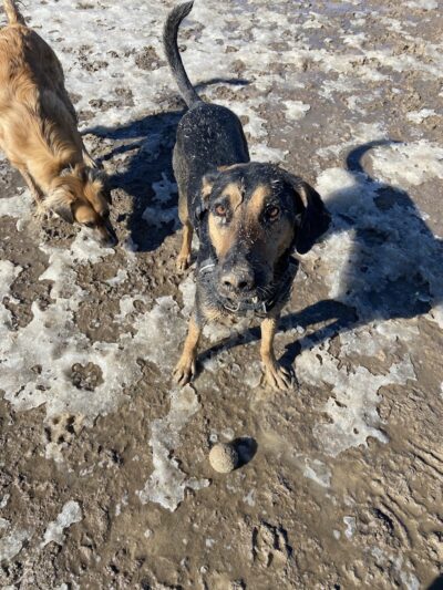 City of Longmont Dog Park #2 - Longmont, CO