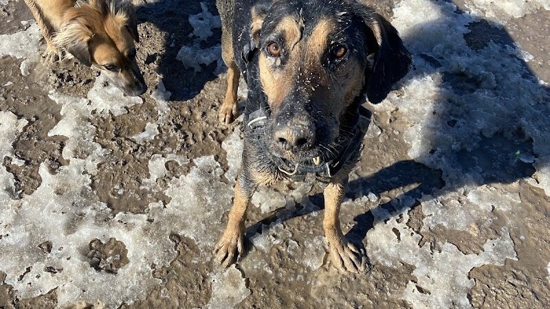 City of Longmont Dog Park #2 - Longmont, CO