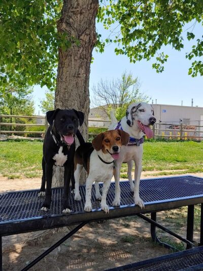 City of Longmont Dog Park #2 - Longmont, CO